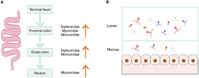 The human gut phageome: composition, development, and alterations in disease
